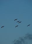 Scarlet Ibis